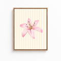 Pink Lily Canvas Wall Art Aura Canvas